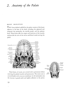 Anatomy of the Palate