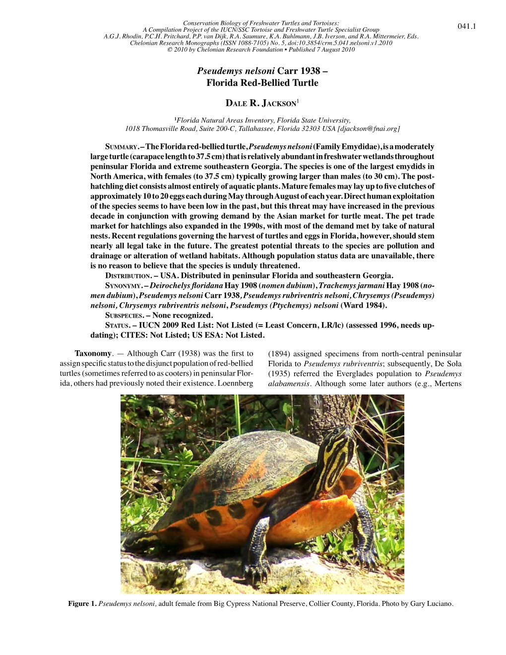 Pseudemys Nelsoni Carr 1938 – Florida Red-Bellied Turtle