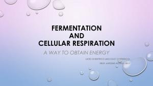 Fermentation and Cellular Respiration a Way to Obtain Energy