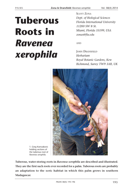 Tuberous Roots in Ravenea Xerophila