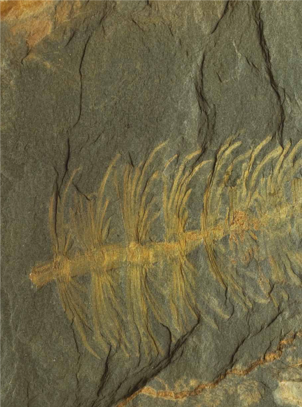 La Collezione Di Piante Fossili the Fossil Plant Collection Elisabetta Cioppi