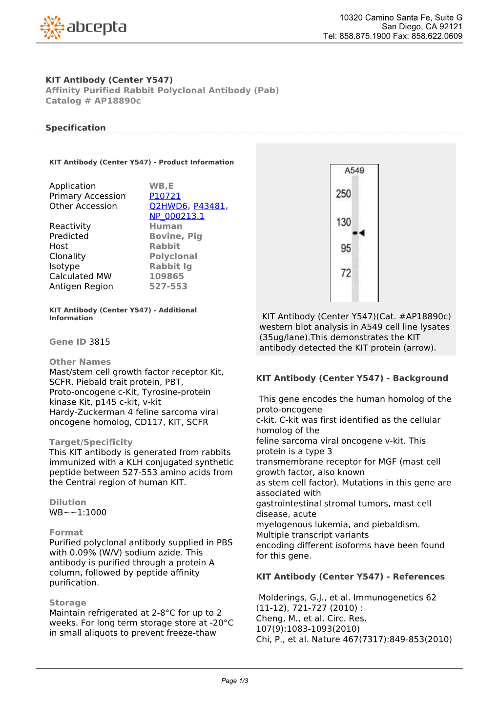 KIT Antibody (Center Y547) Affinity Purified Rabbit Polyclonal Antibody (Pab) Catalog # Ap18890c