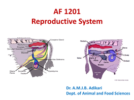 3 Repro System Male AMJB Adikari.Pdf