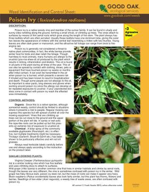 Poison Ivy (Toxicodendron Radicans) DESCRIPTION