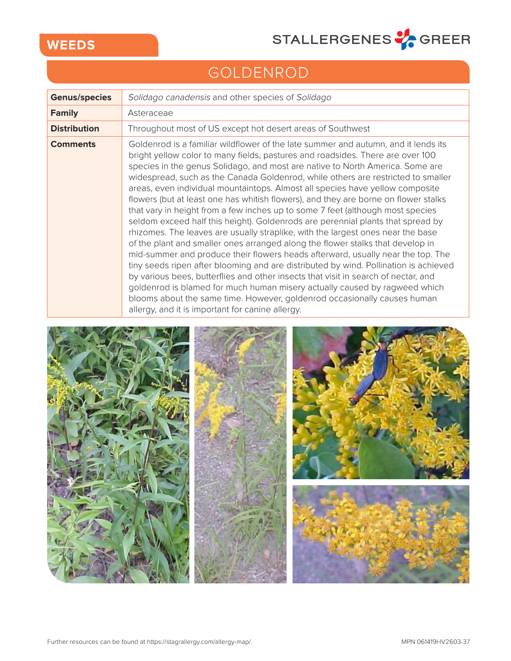 Goldenrod Weeds Pollen Allergy Info Download