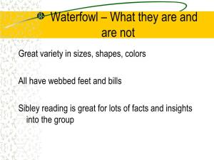 Reese--Waterfowl Presentation