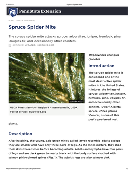 Spruce Spider Mite