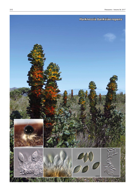 Harknessia Banksiae-Repens Fungal Planet Description Sheets 311