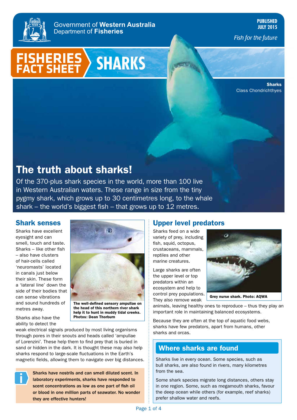 Fact Sheet Sharks