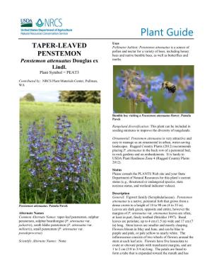Taper-Leaved Penstemon Plant Guide