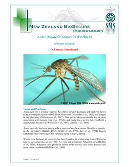 Aedes (Halaedes) Australis(Erichson)