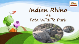 Indian Rhino at Fota Wildlife Park Welcome to Fota Wildlife Park!