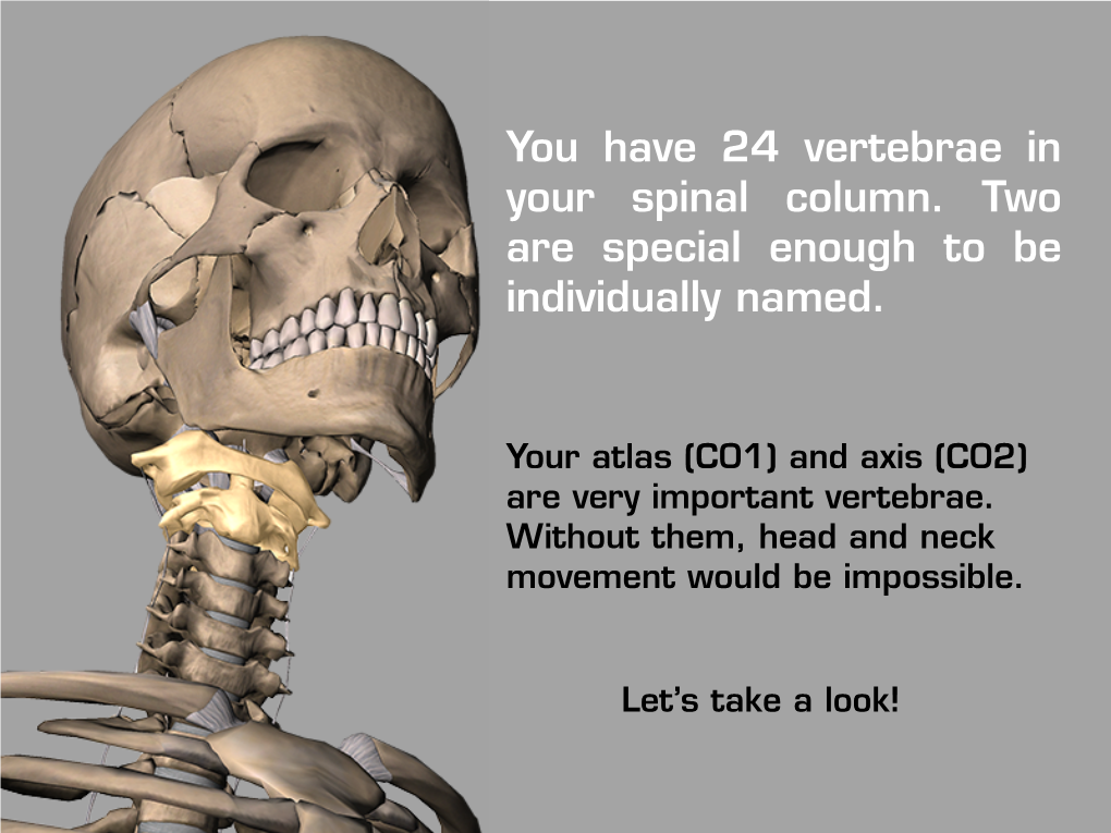 You Have 24 Vertebrae in Your Spinal Column. Two Are Special Enough to Be Individually Named