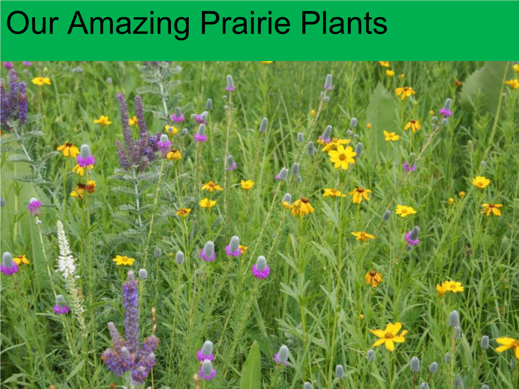 Our Amazing Prairie Plants Pasque Flower, Pulsatilla Patens