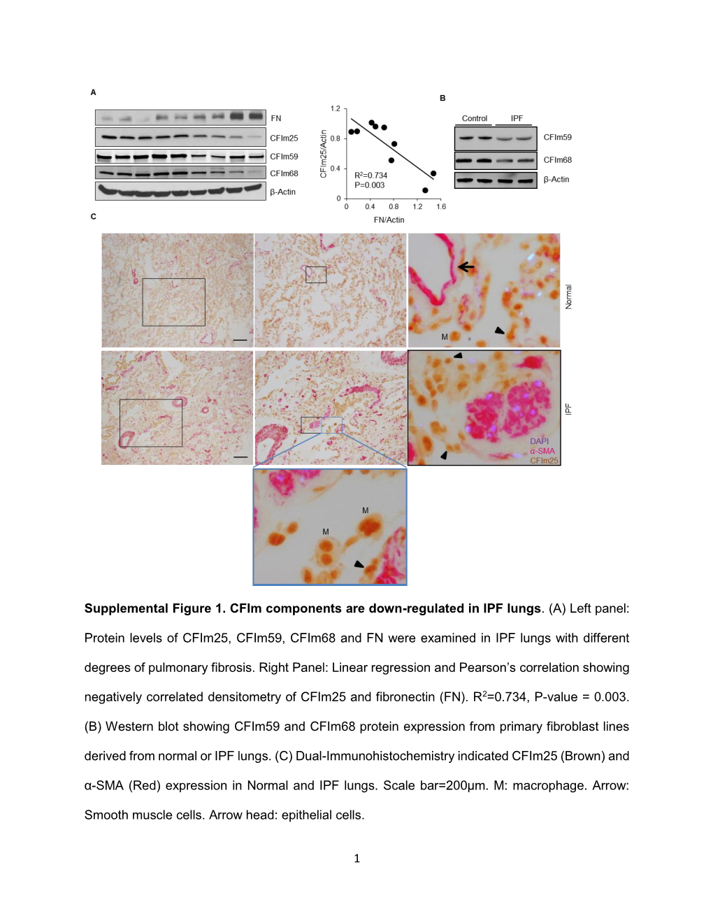 1 Supplemental Figure 1. Cfim Components Are Down-Regulated In