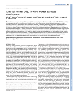 A Crucial Role for Olig2 in White Matter Astrocyte Development