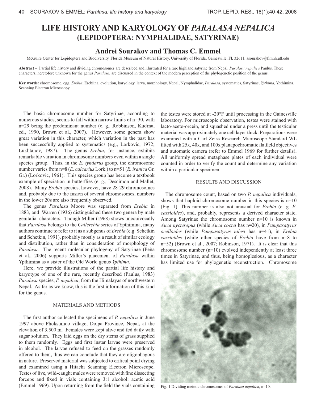 LIFE HISTORY and KARYOLOGY of PARALASA NEPALICA (LEPIDOPTERA: NYMPHALIDAE, SATYRINAE) Andrei Sourakov and Thomas C