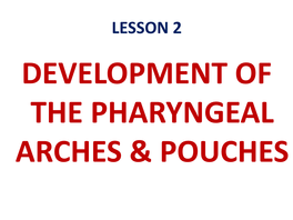 PHARYNGEAL ARCHES & POUCHES Objectives by the End of This Lesson You Should Be Able To: 1