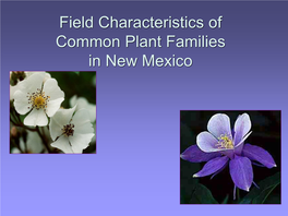 Field Characteristics of Common Plant Families in New Mexico Introduction