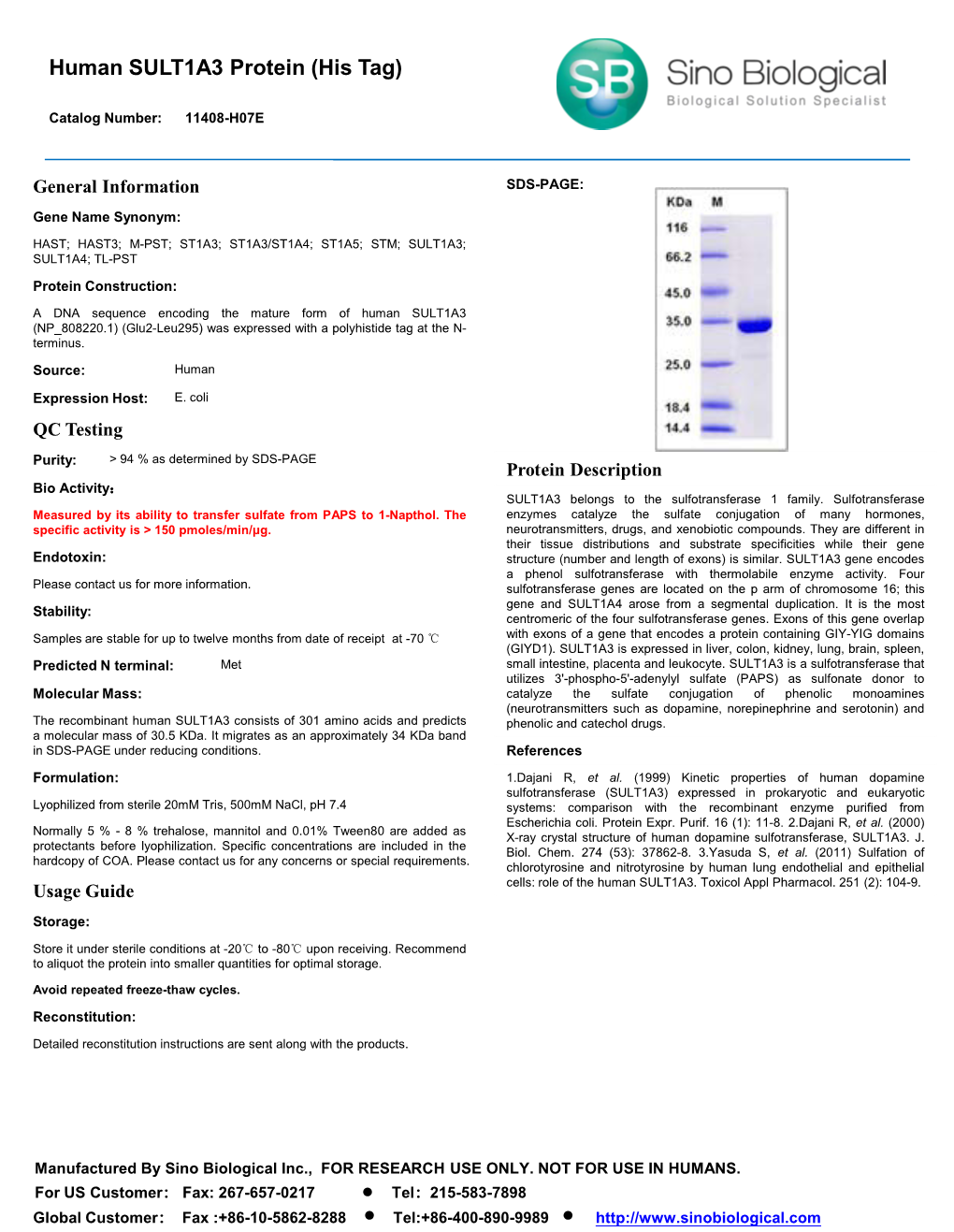 Human SULT1A3 Protein (His Tag)