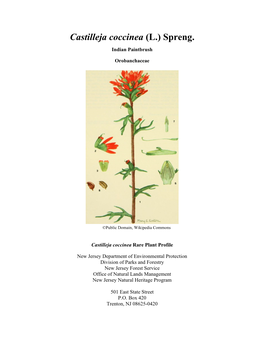 Castilleja Coccinea (Indian Paintbrush)