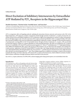 Direct Excitation of Inhibitory Interneurons by Extracellular ATP