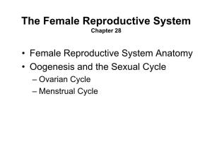 Female Reproductive System Chapter 28