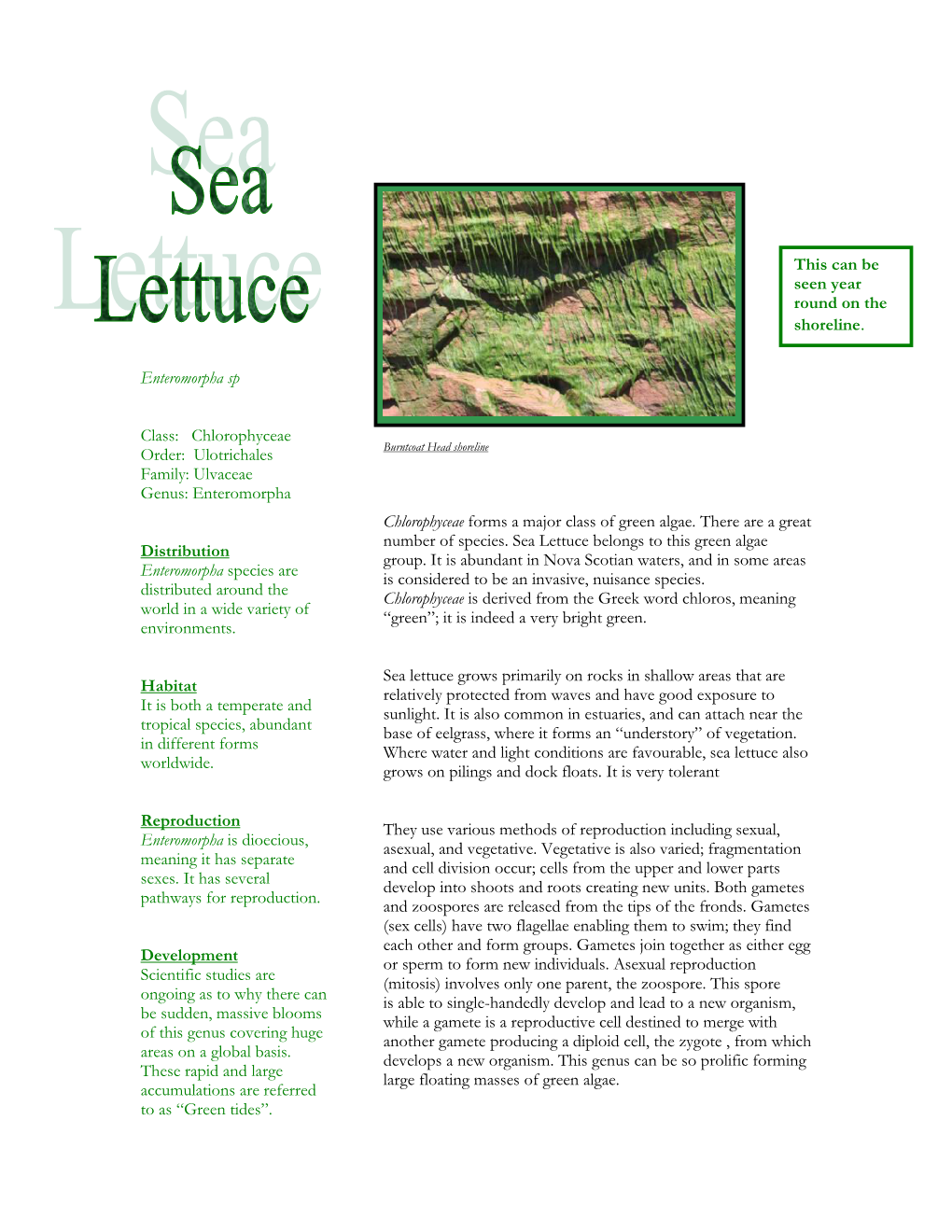 Sea Lettuce Burntcoat Head Park