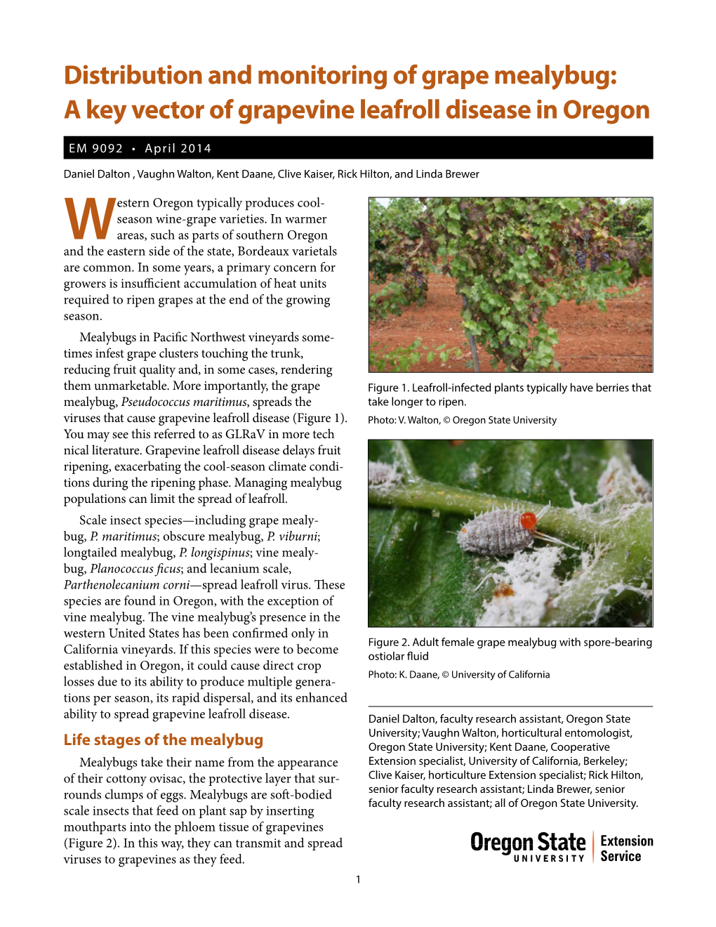 A Key Vector of Grapevine Leafroll Disease in Oregon