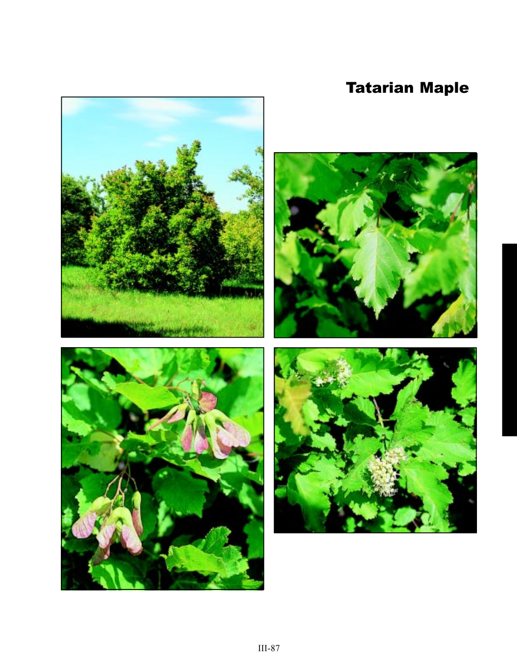 Tatarian Maple (Acer Tataricum)