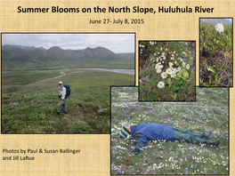 Summer Blooms on the North Slope, Huluhula River June 27- July 8, 2015
