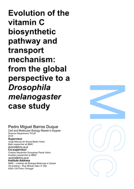 Evolution of the Vitamin C Biosynthetic Pathway and Transport Mechanism: from the Global Perspective to a Drosophila Melanogaster Case Study