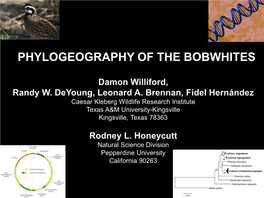 Phylogeography of the Bobwhites