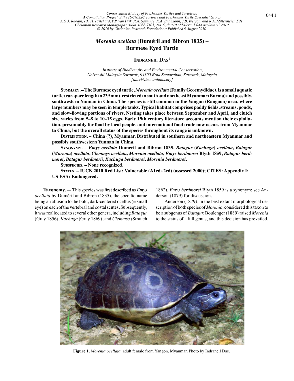 Morenia Ocellata (Duméril and Bibron 1835) – Burmese Eyed Turtle