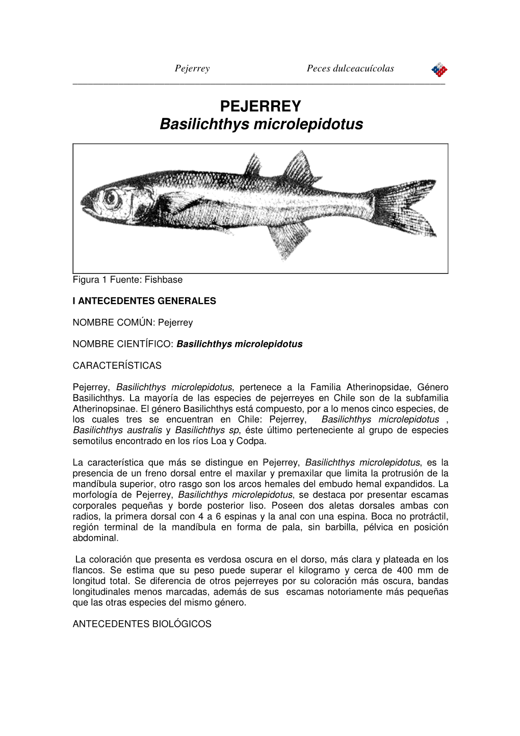 PEJERREY Basilichthys Microlepidotus