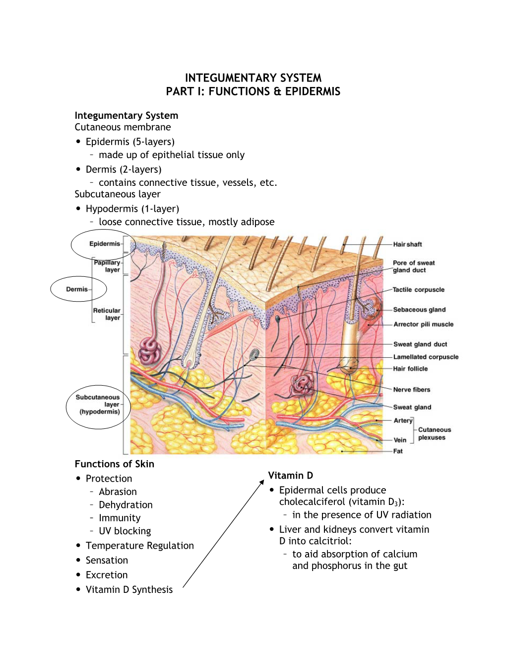 Integumentary System Part I: Functions & Epidermis - DocsLib