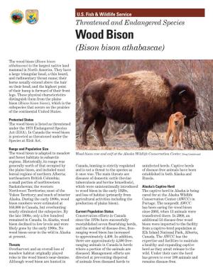 Wood Bison (Bison Bison Athabascae)