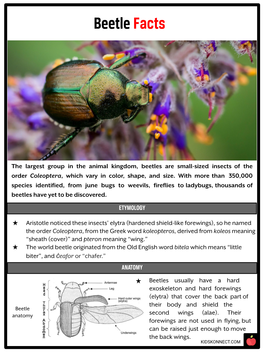 Beetle Facts