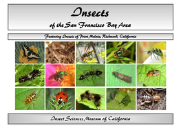 Insects of the San Francisco Bay Area
