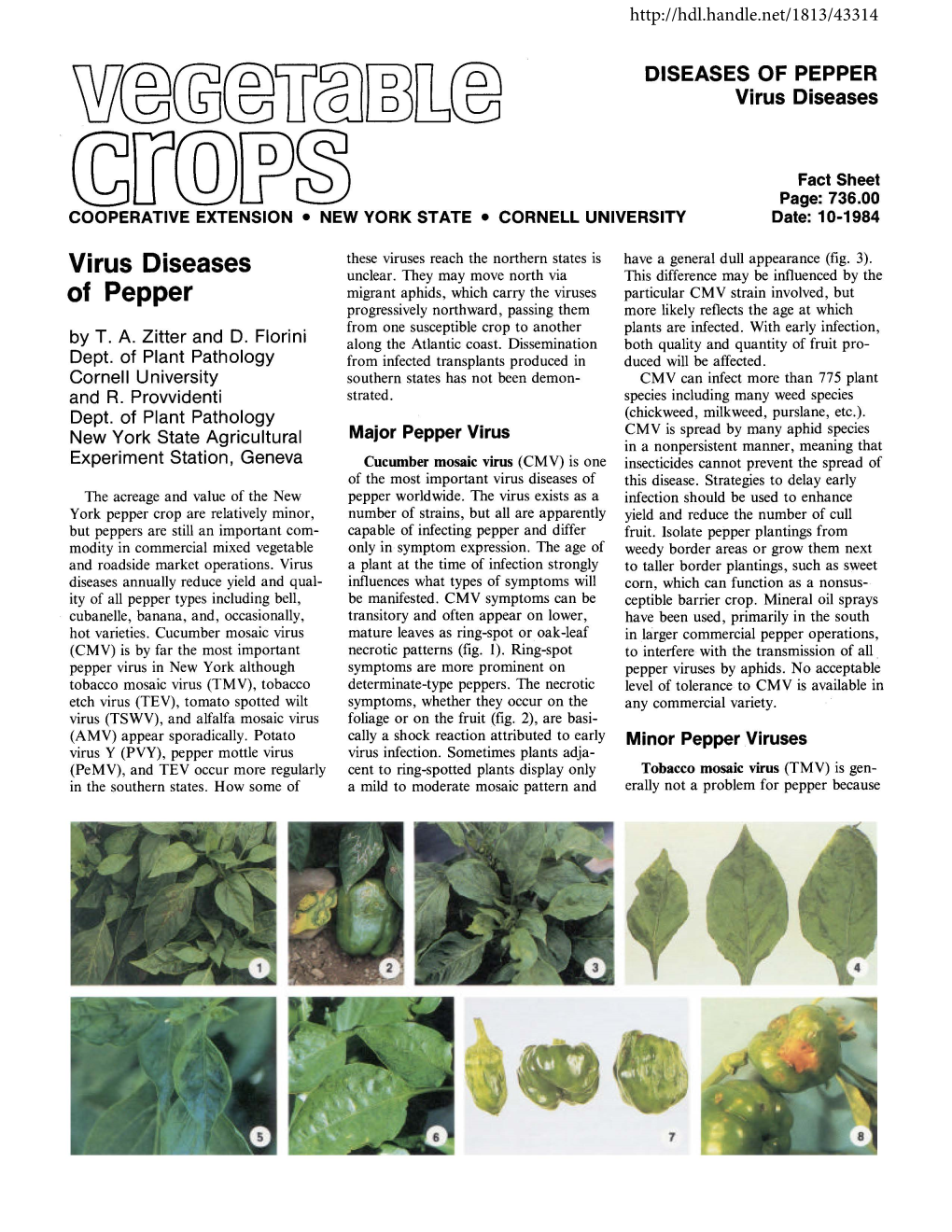 Virus Diseases of Peppers