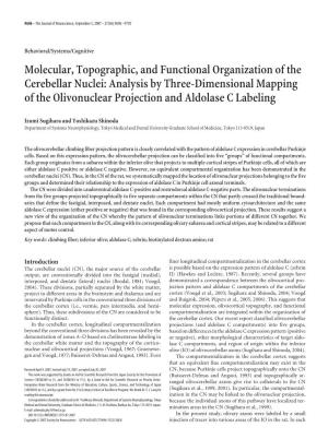 Molecular, Topographic, and Functional Organization of The