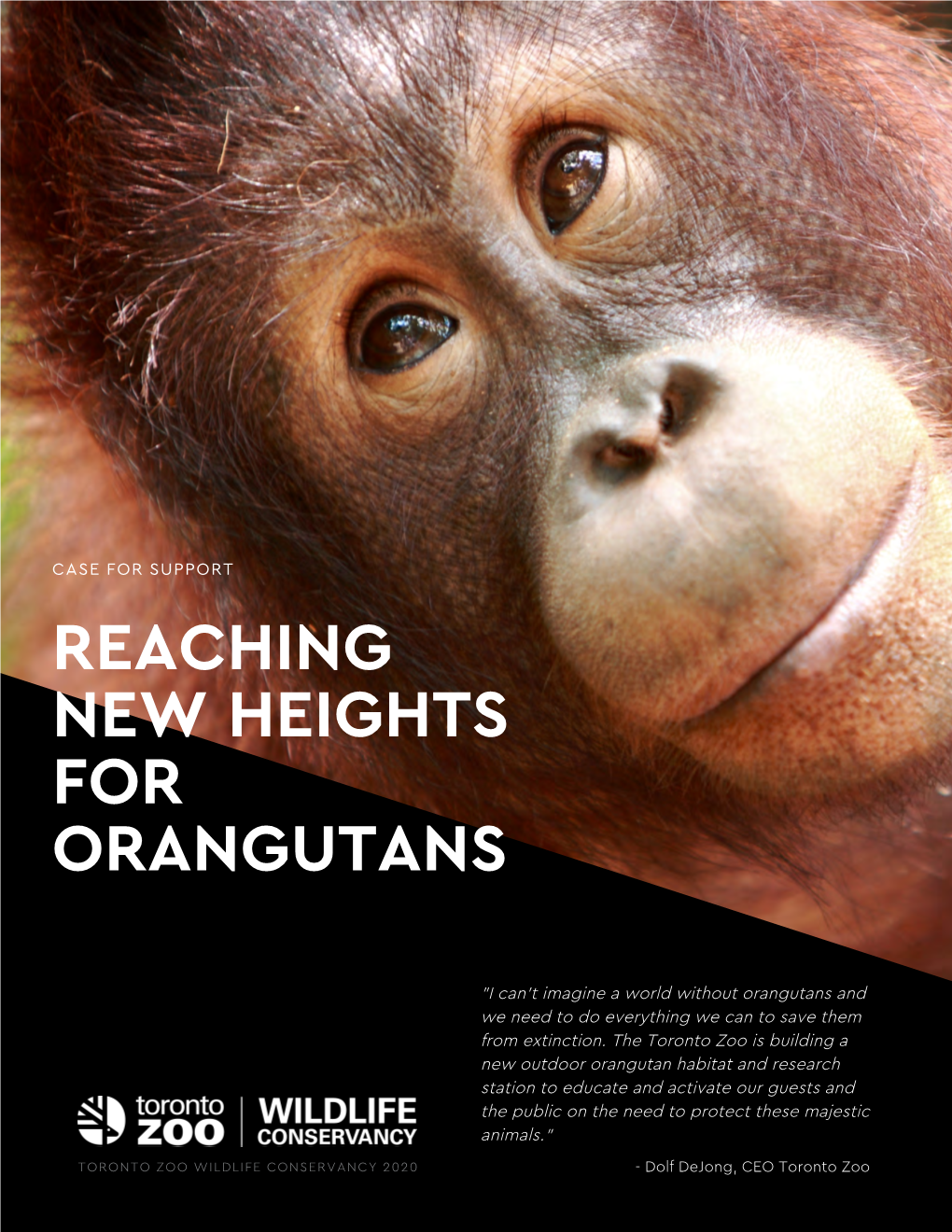 Reaching New Heights for Orangutans