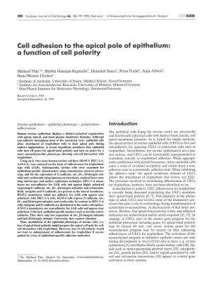 Cell Adhesion to the Apical Pole of Epithelium: a Function of Ce 11 Polarity