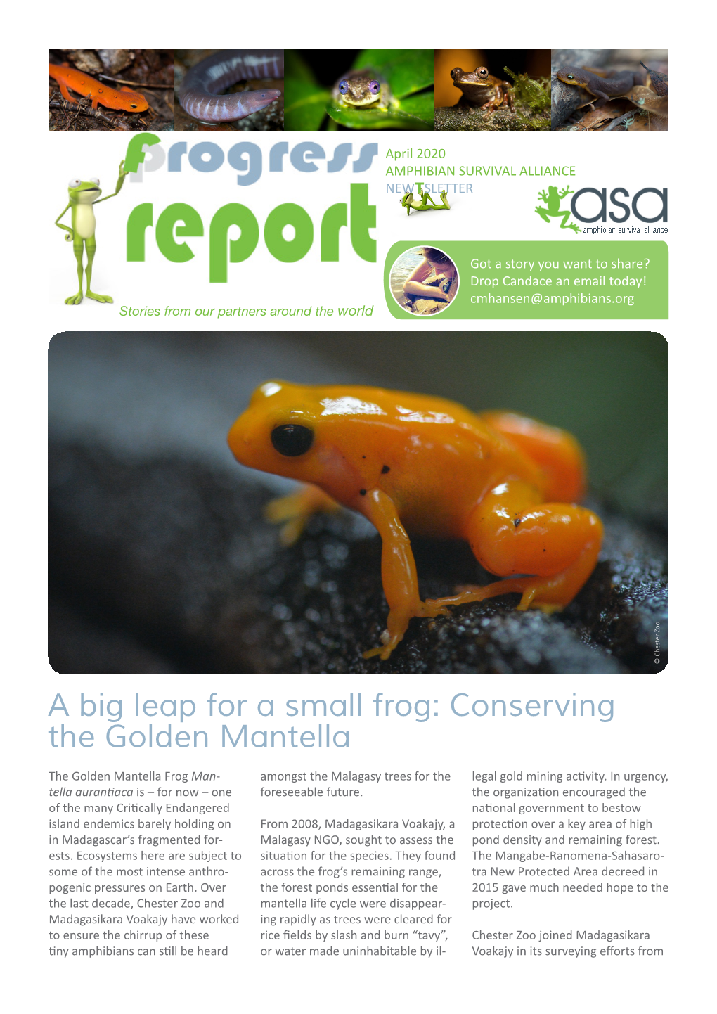 A Big Leap for a Small Frog: Conserving the Golden Mantella