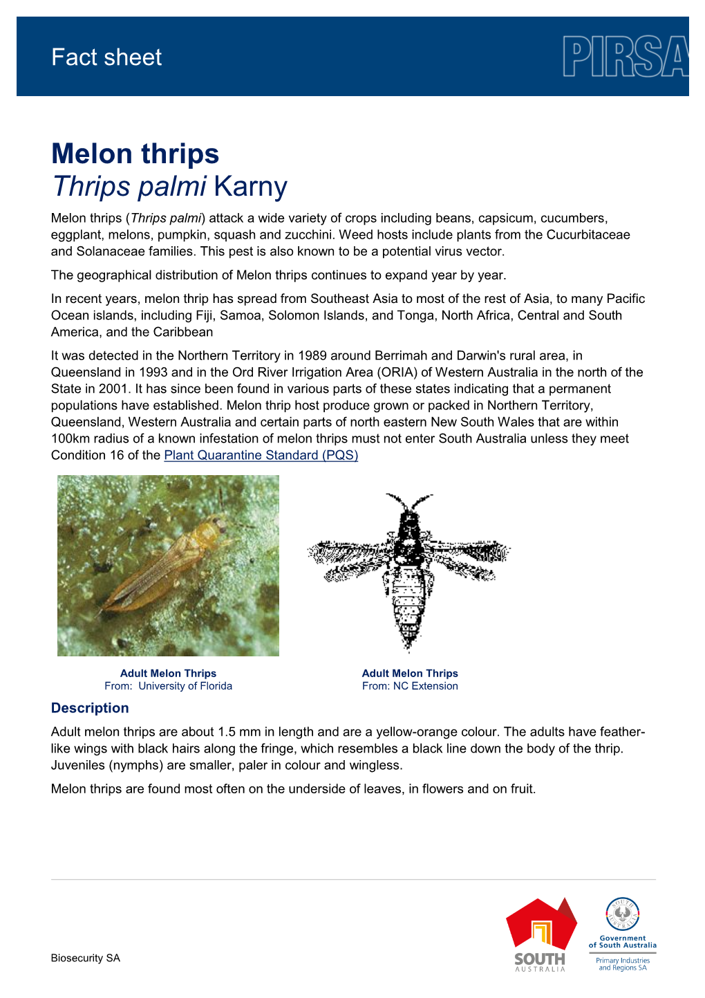 Melon Thrips Thrips Palmi Karny