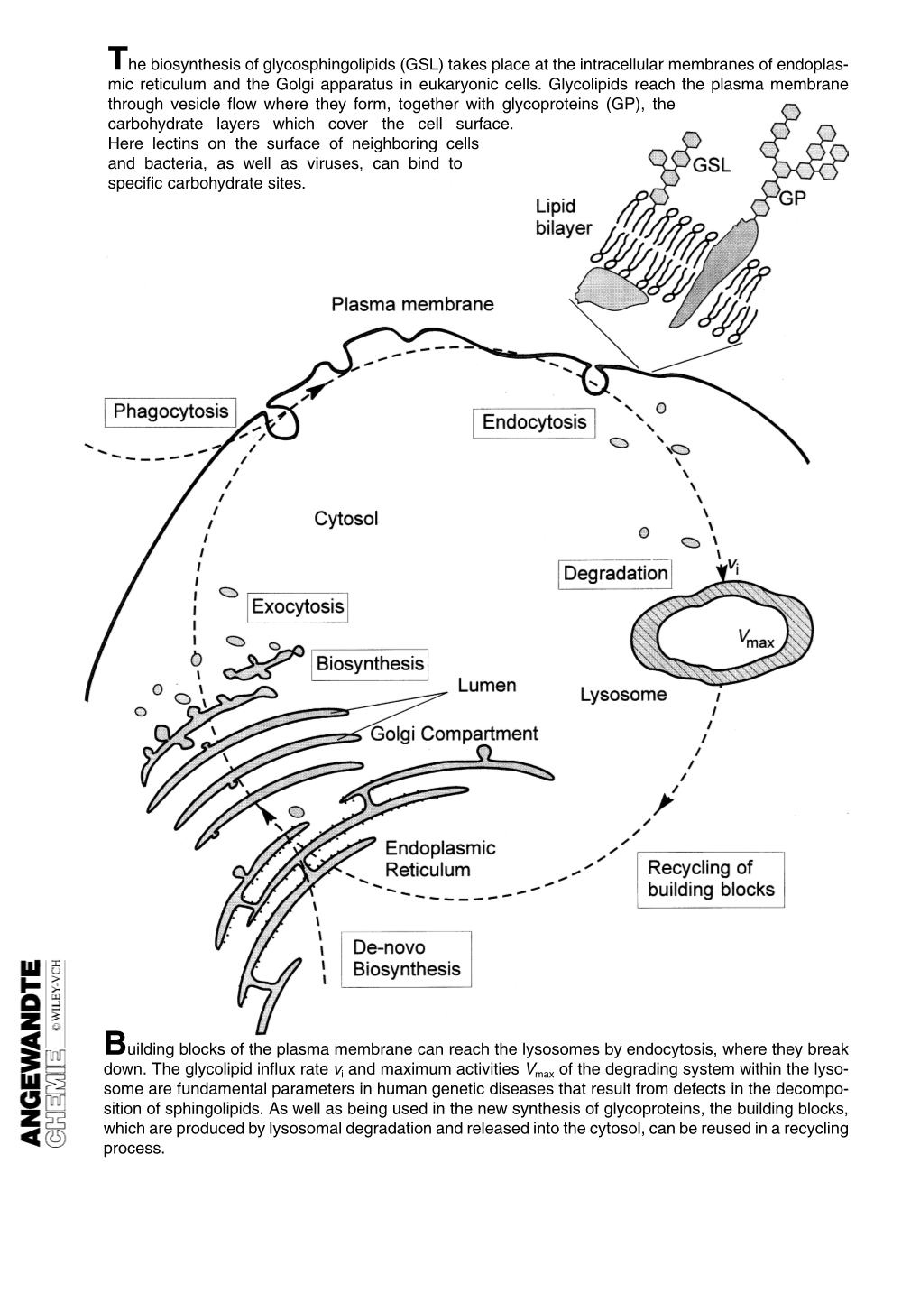 Sphingolipids (GSL) Takes Place at the Intracellular Membranes of Endoplas- Mic Reticulum and the Golgi Apparatus in Eukaryonic Cells