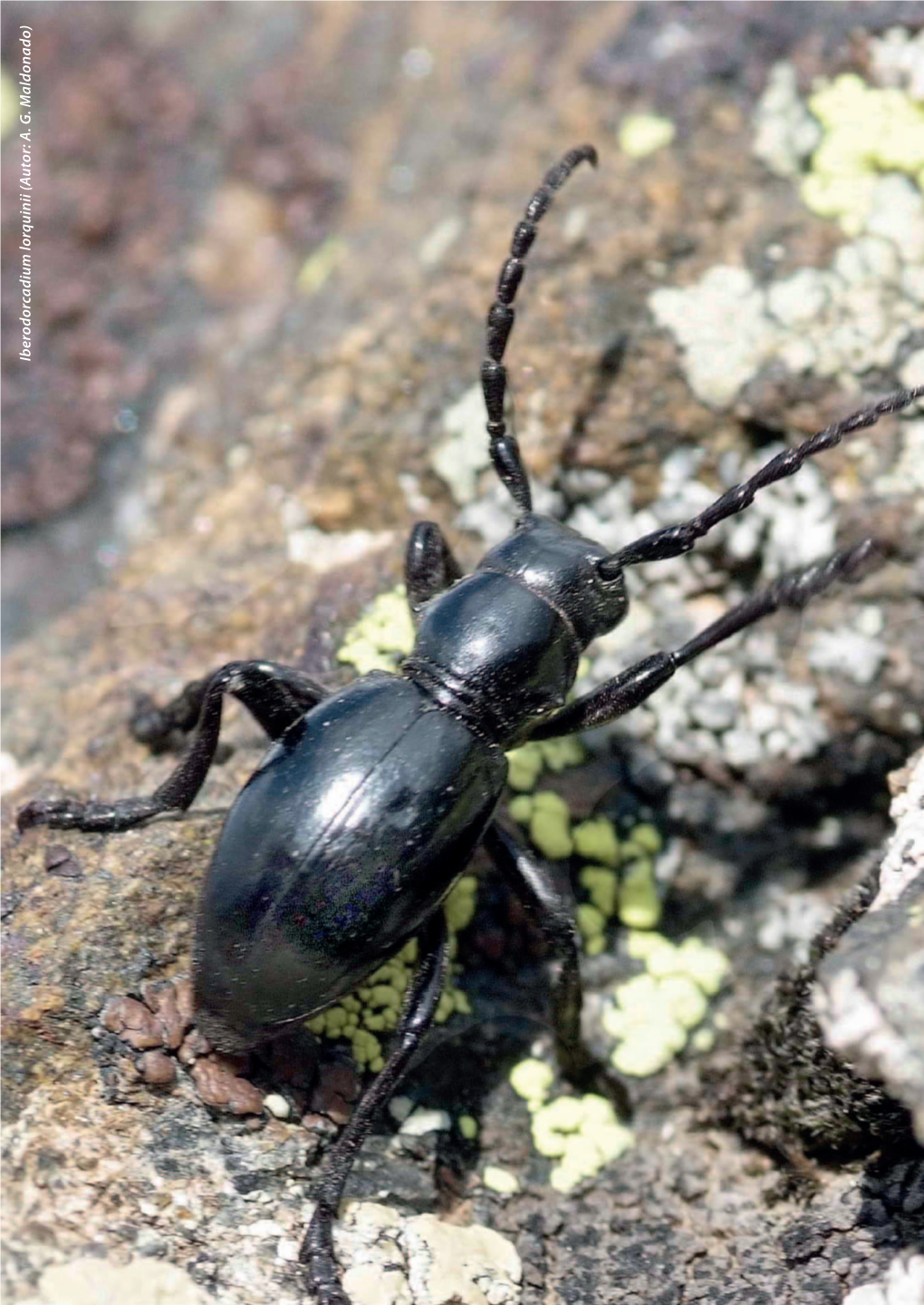 Ib Ero Dorcadium Lorquinii (A Utor: A. G. Maldonado)