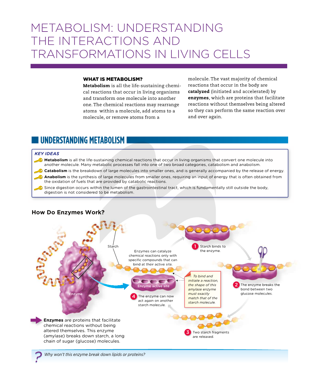 Metabolism: Understanding the Interactions and Transformations in Living Cells