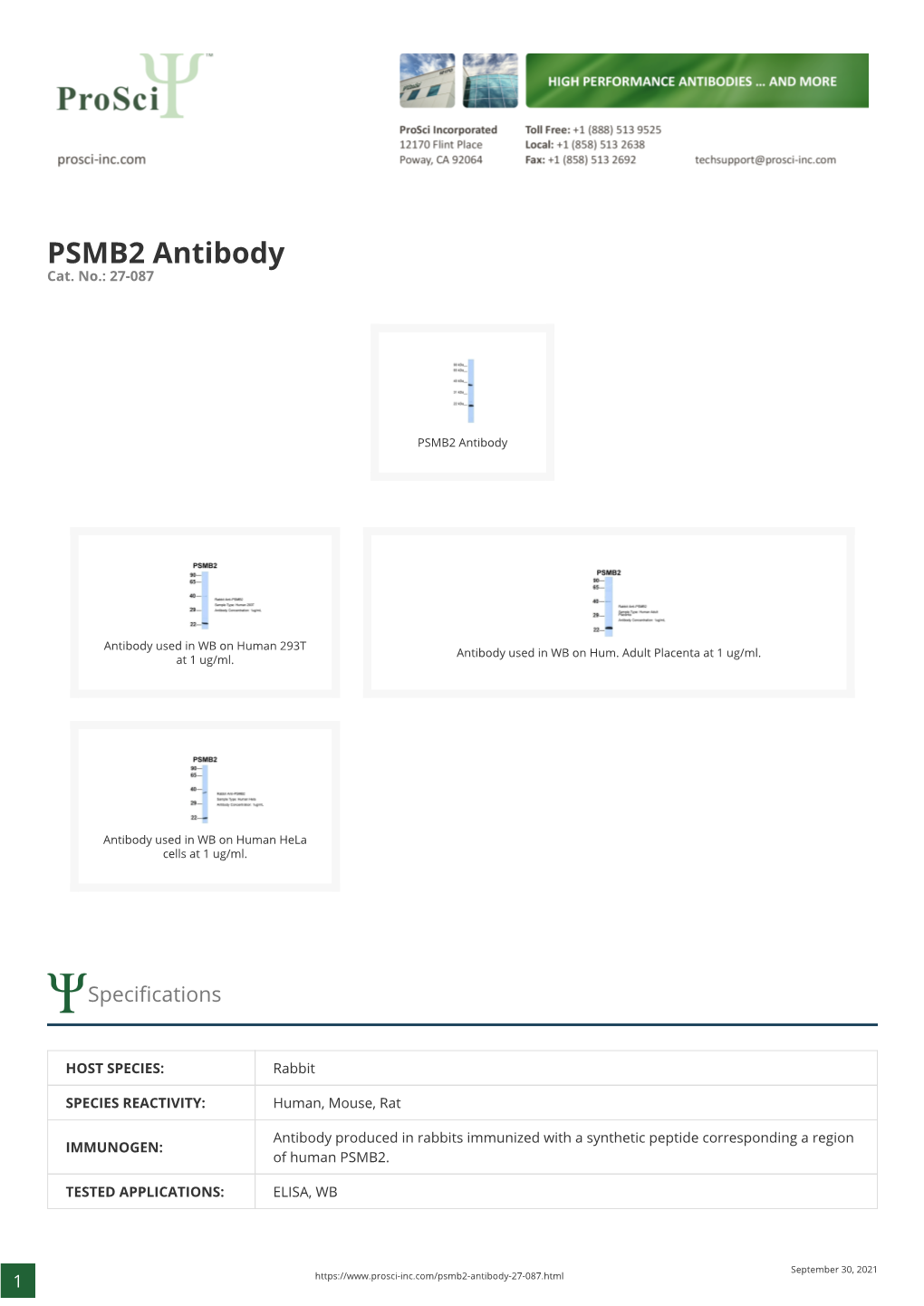 PSMB2 Antibody Cat
