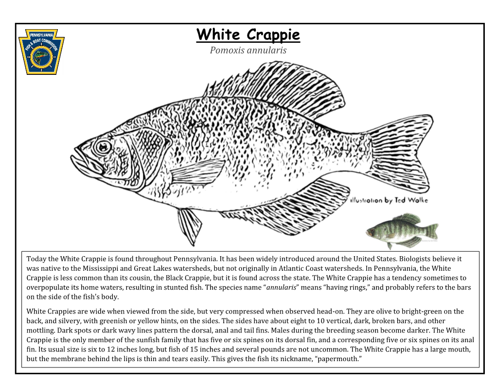 White Crappie Pomoxis Annularis